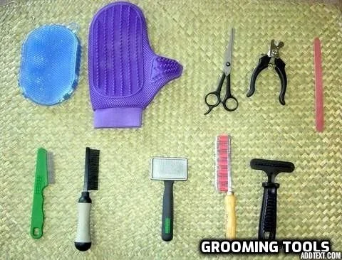 Collection of pet grooming tools including a blue scrubber, purple mitt, scissors, nail clippers, pink nail file, green comb, brush, mirror, yellow brush, and black hair clipper.