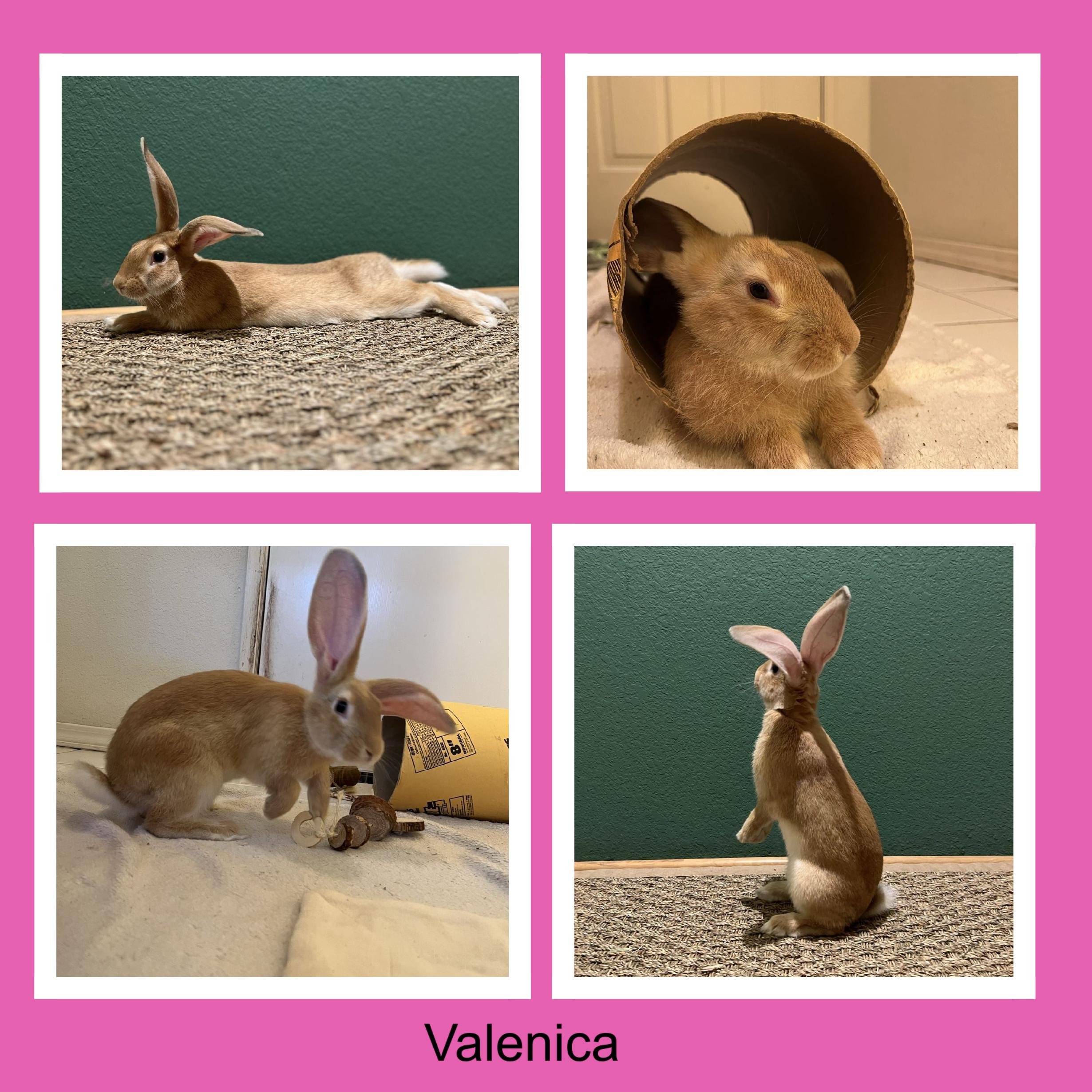 A collage of four photos of a tan rabbit with large ears in different poses and settings, with pink background and the name 'Valenica' at the bottom.