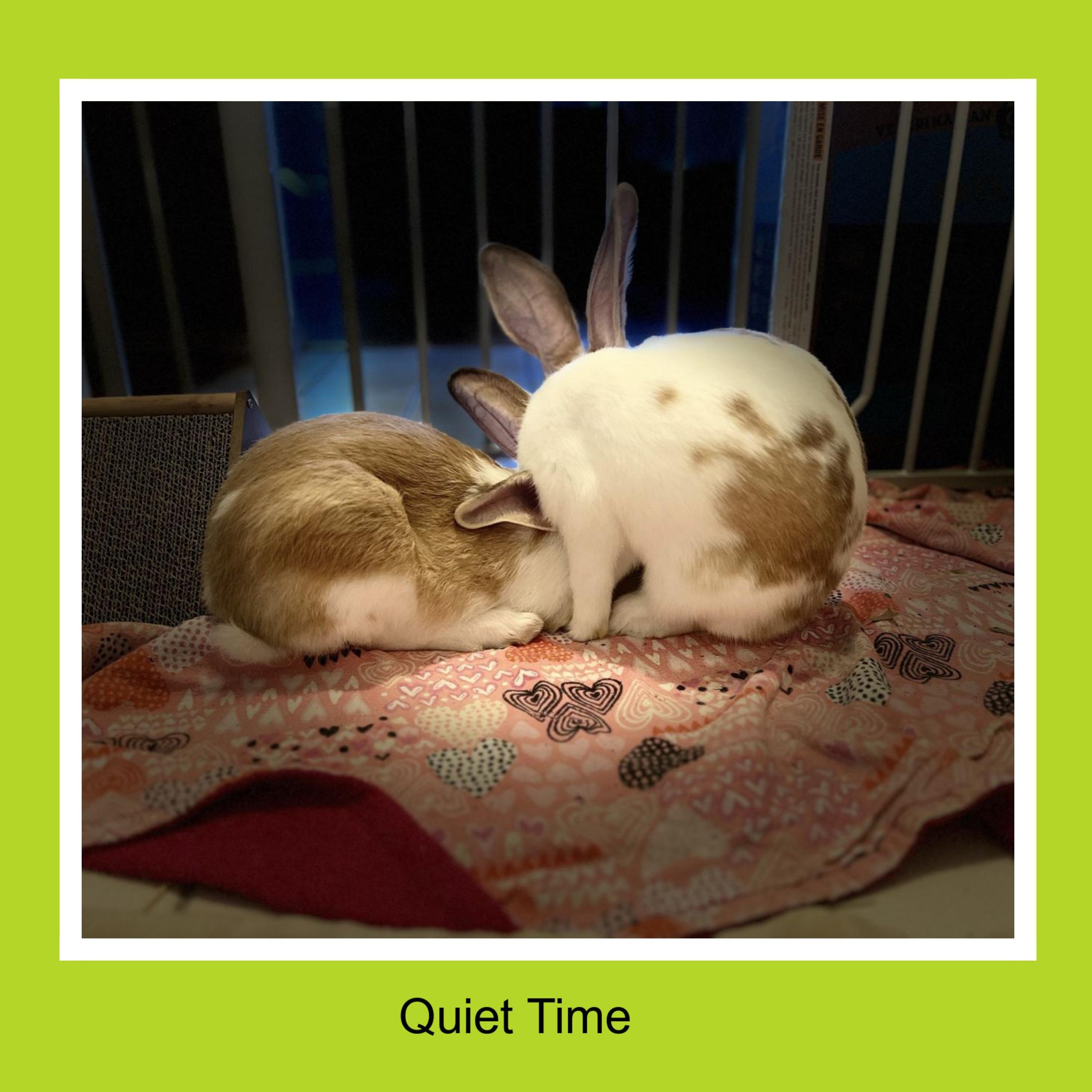 Two rabbits resting on a pink blanket with heart and butterfly patterns inside a cage. One rabbit is white with brown spots and the other is light brown. The caption reads 'Quiet Time'.