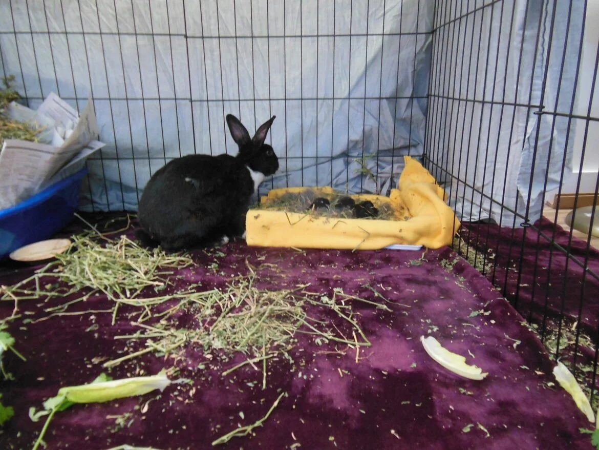 A black rabbit with white markings inside a wire cage, sitting on a purple blanket. There is a yellow mat with baby rabbits and scattered hay and vegetable scraps inside the cage.