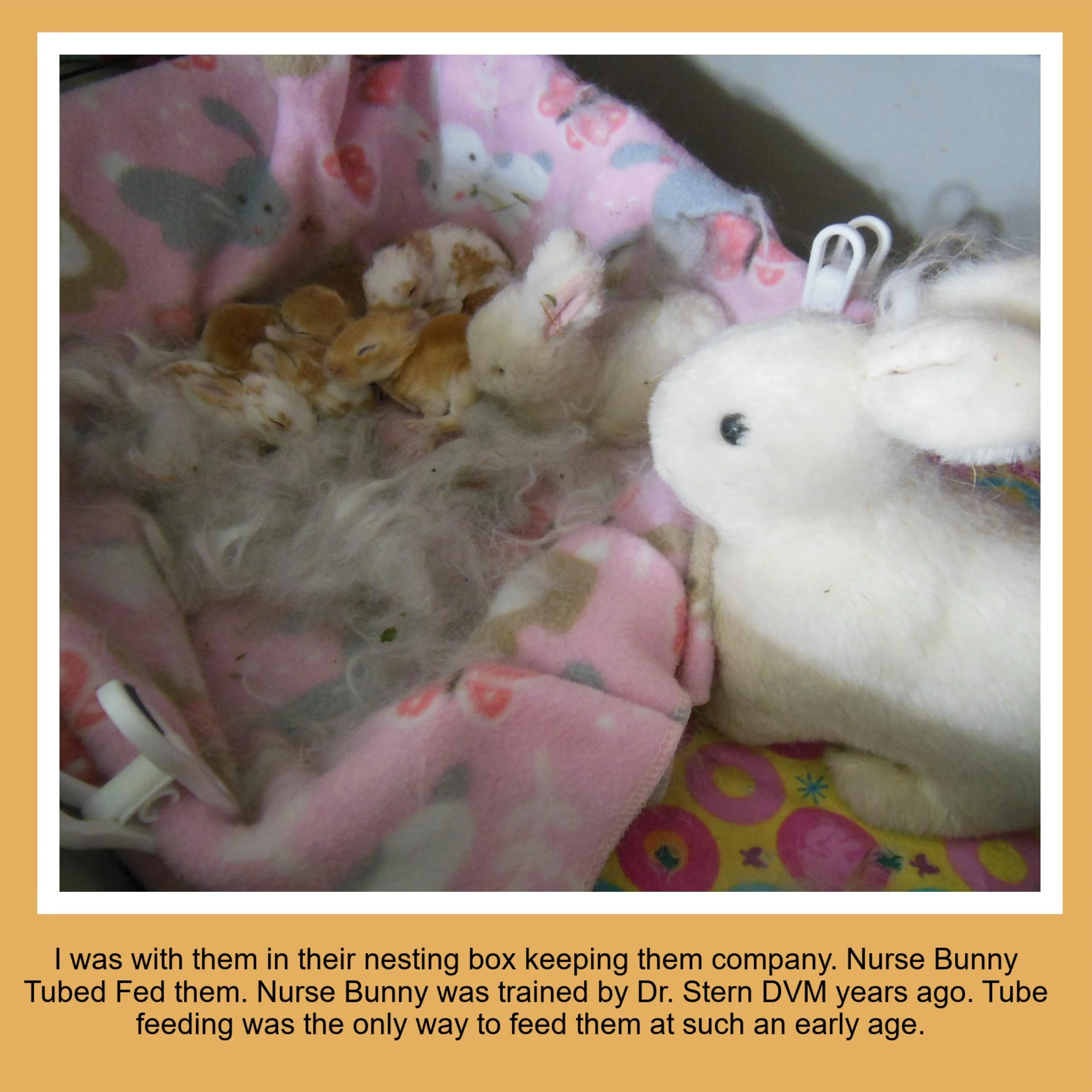 A nest containing several baby rabbits with closed eyes, some nursing from a white nurse bunny plush toy. The nest is lined with pink fleece fabric with bunny prints and a colorful blanket underneath.