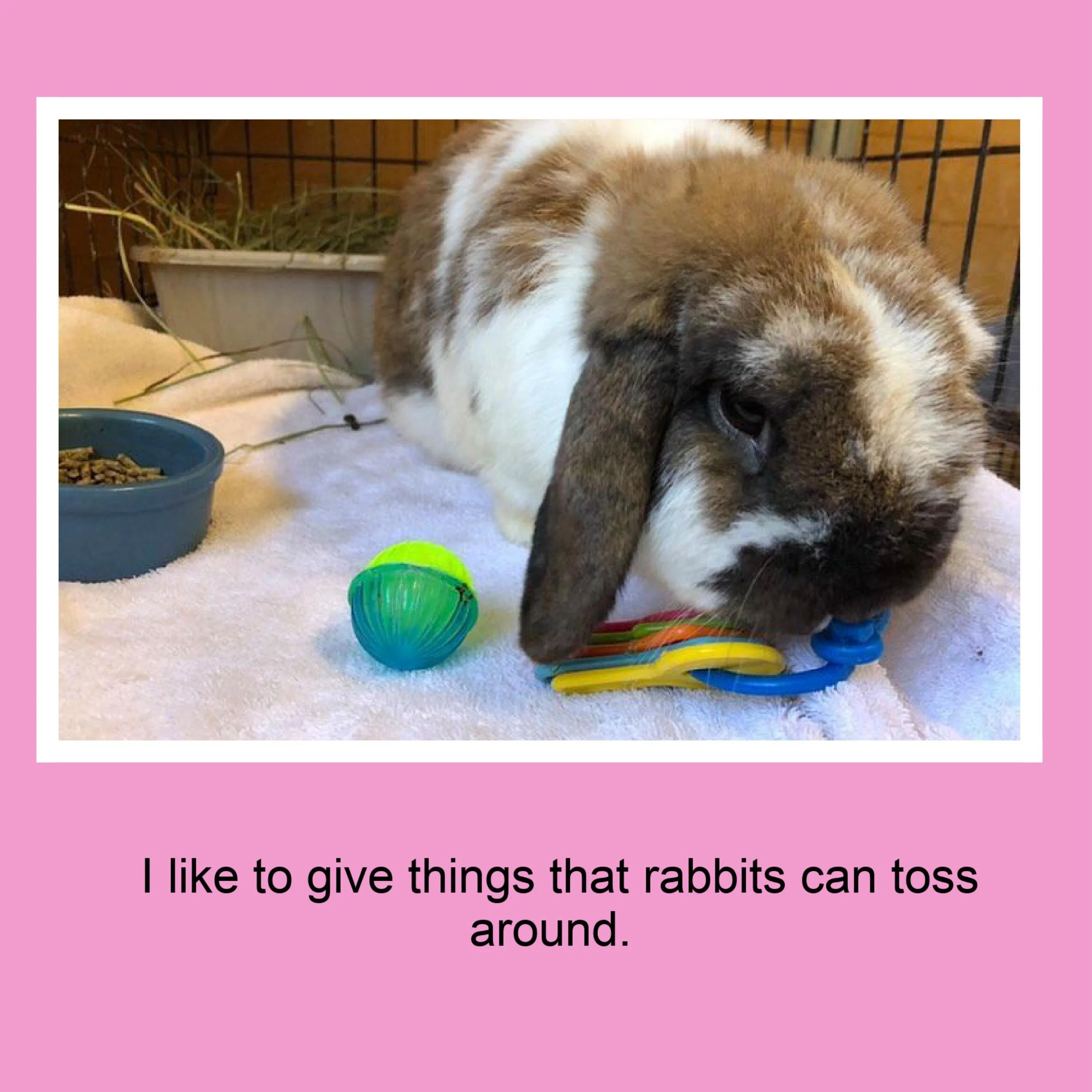 A rabbit with brown and white fur lying inside a cage, with toys, a food bowl, and a litter box nearby.