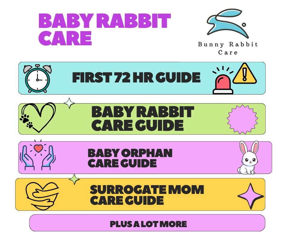 Colorful infographic titled 'Baby Rabbit Care' with sections for first 72 hour guide, baby rabbit care guide, baby orphan care guide, surrogate mom care guide, and more. Features icons of a clock, caution sign, heart with paw prints, bunny, and hands holding a heart.