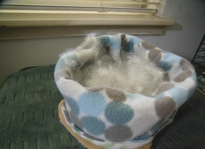 A fabric pet bed with blue, white, and gray polka dots, filled with cat fur, placed on a dark green surface near a window.