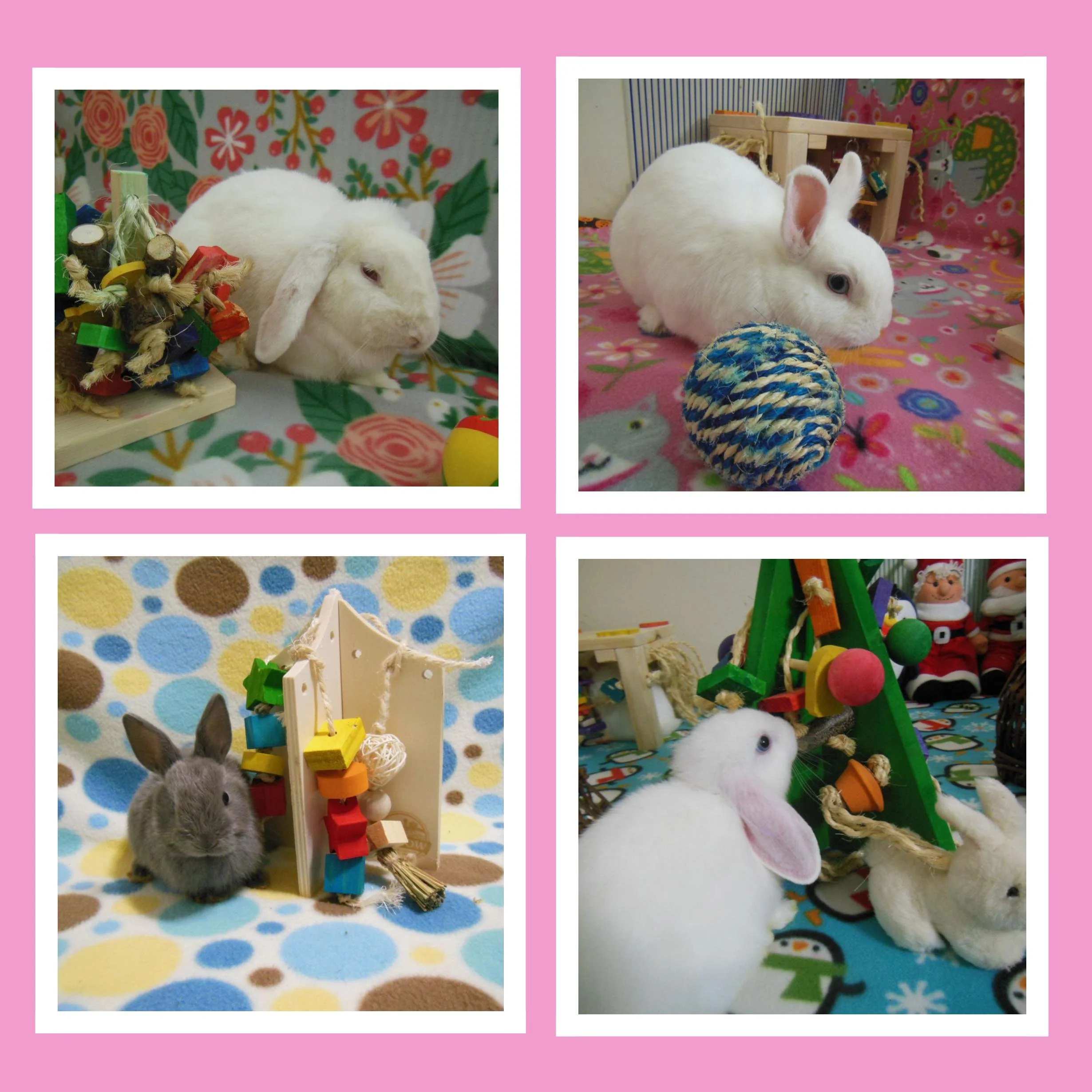 Four photos of rabbits with toys and holiday decorations, each in a pink border. Top left: white rabbit with a colorful toy on floral background. Top right: white rabbit with a blue and tan ball on pink floral blanket. Bottom left: gray rabbit with a