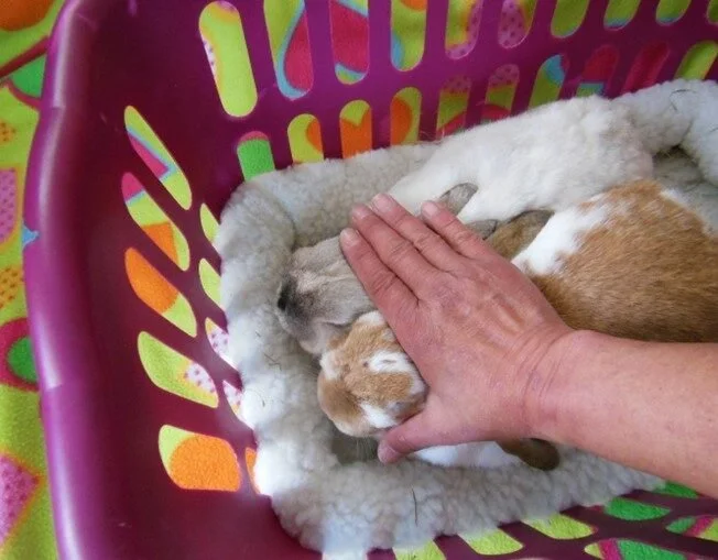 holding rabbits in the basket for bonding with head pets