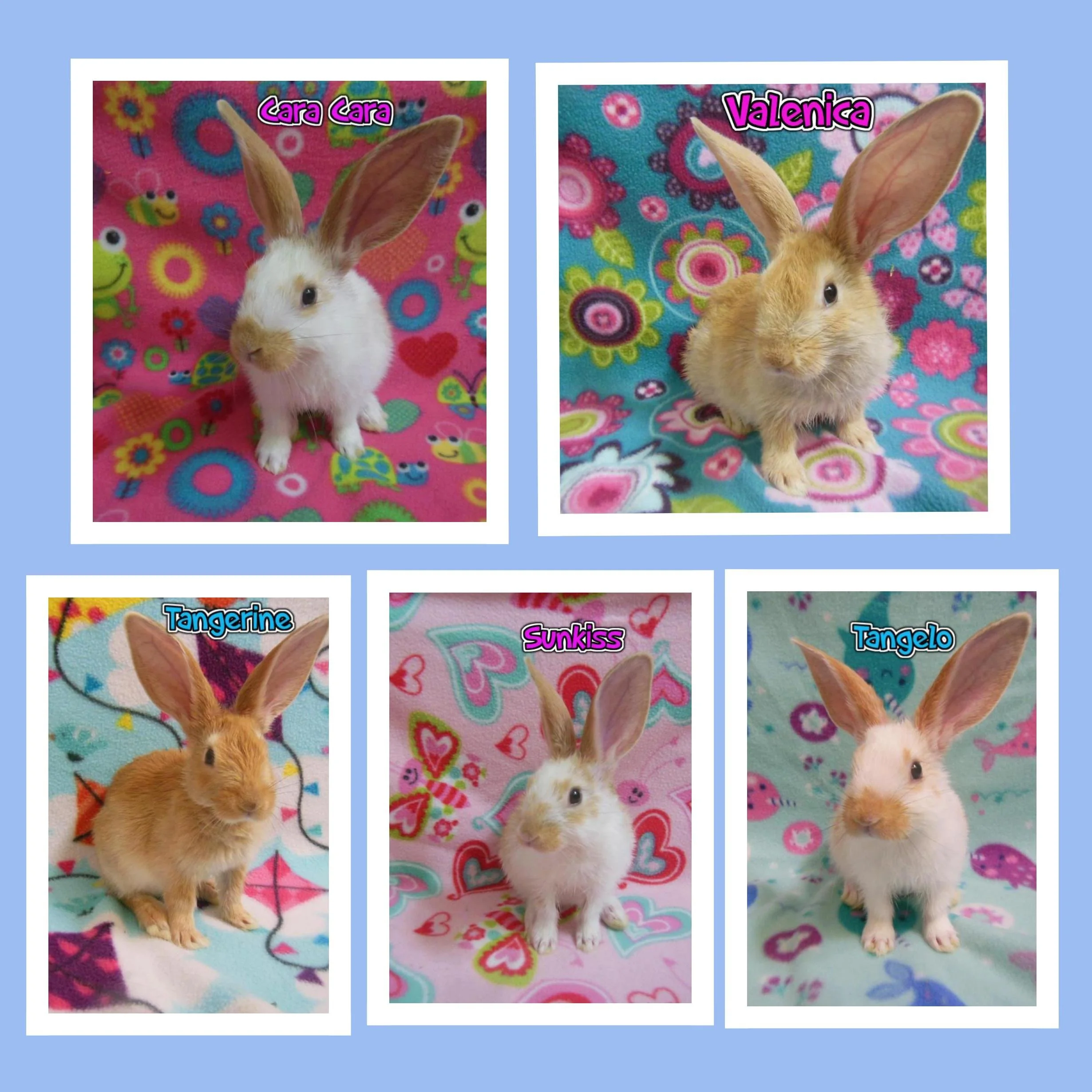Five rabbits with different names on colorful, patterned backgrounds. Top row: Cara Cara on pink cover with smiley faces and flowers, and Valenica on blue cover with pink and purple flowers. Bottom row: Tangerine on blue cover with hearts and abstrac