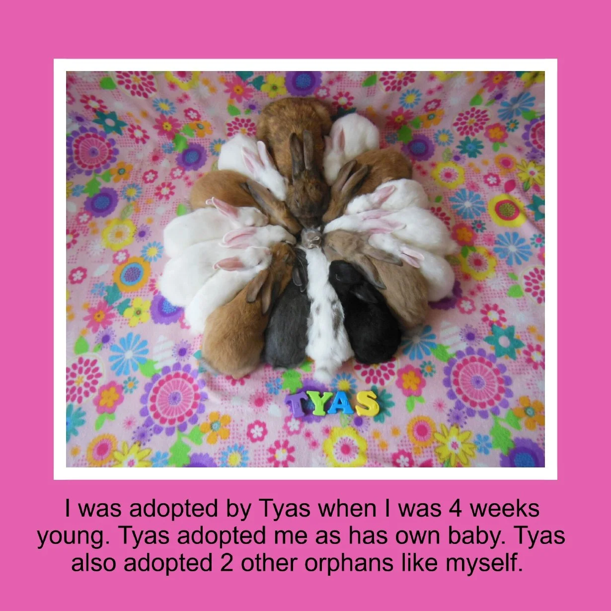 Group of bunnies arranged in a circle on a colorful floral blanket. The picture includes an overlay of colorful letters spelling "TYAS" and a caption explaining that the animal was adopted by Tyas at 4 weeks old, and Tyas also adopted two other orpha