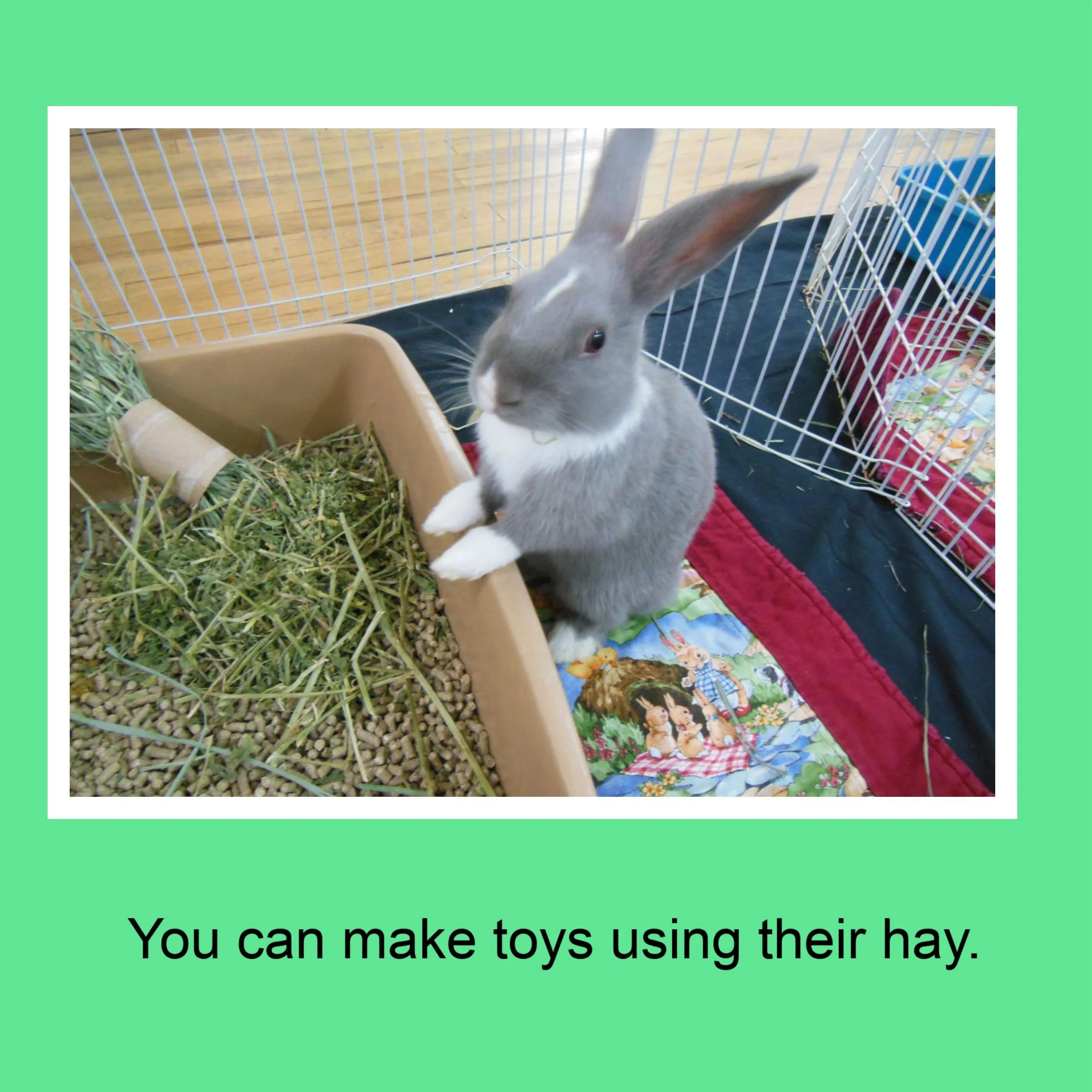 A gray rabbit standing on a colorful quilt near a cardboard box filled with hay and bunny food, inside a cage with a wire door and a second blue cage in the background.