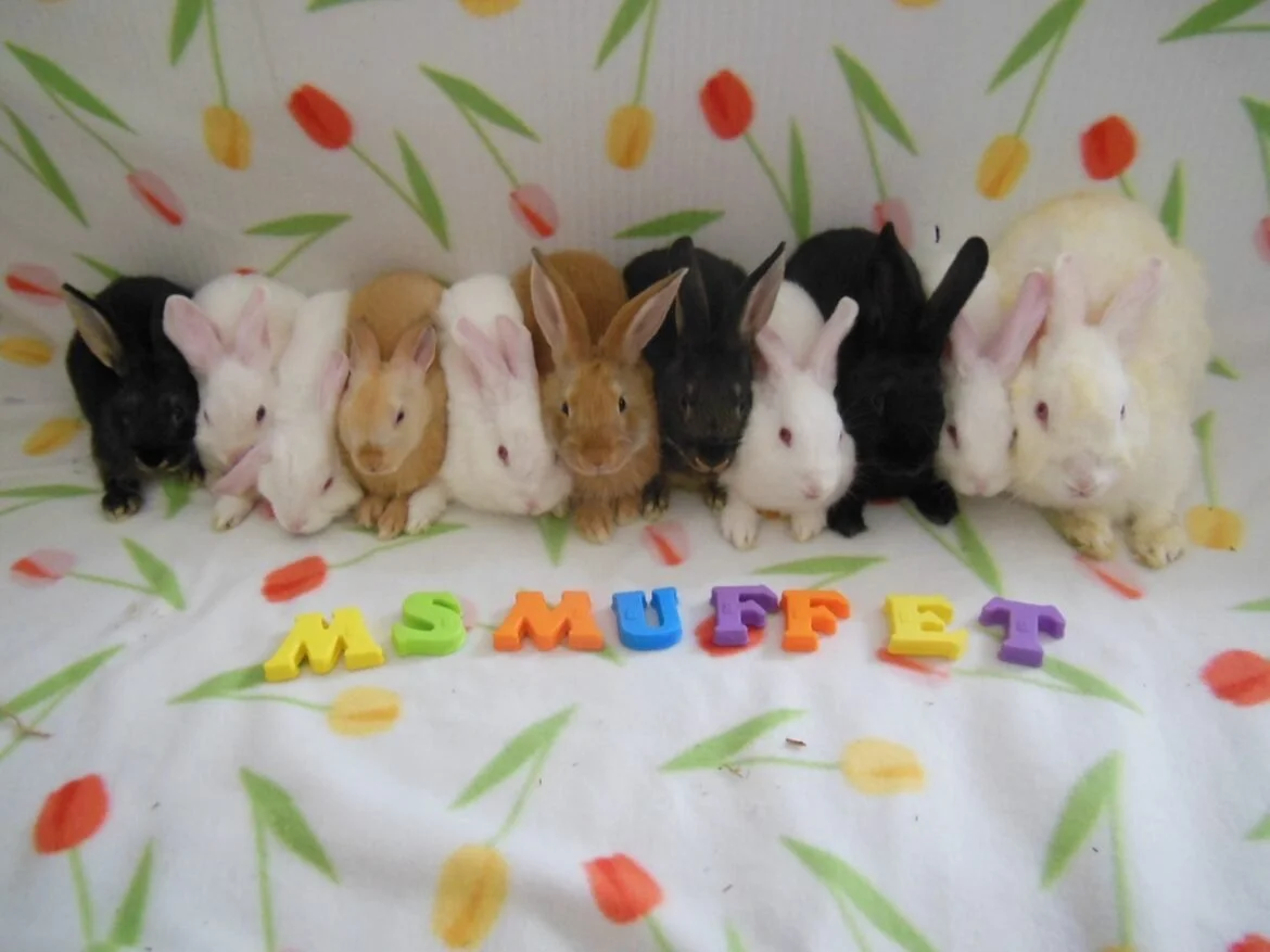 family picture of Ms. Muffet's kits