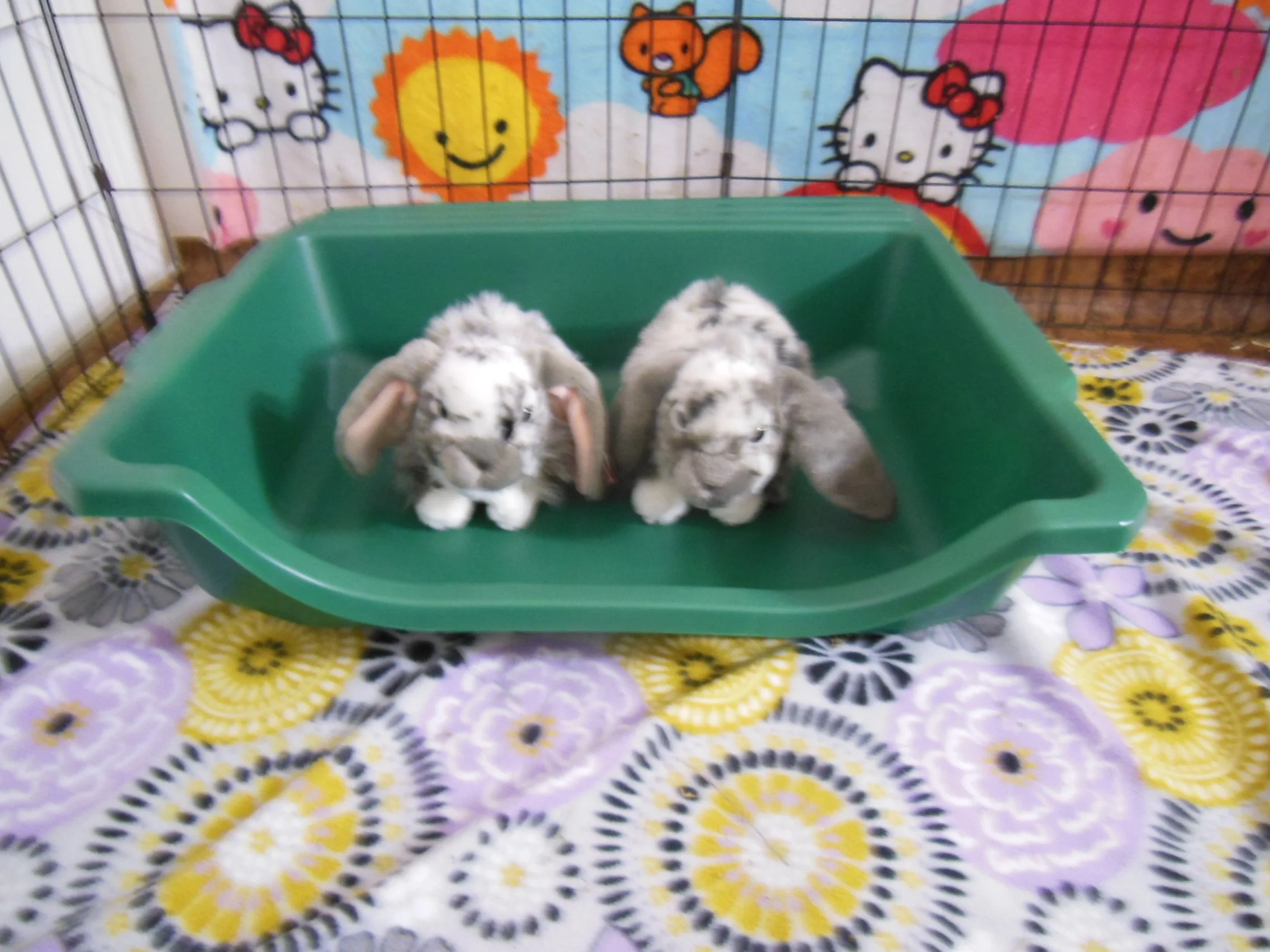 Top Gardener Portable Potting Tray used as a litter box for large rabbits.