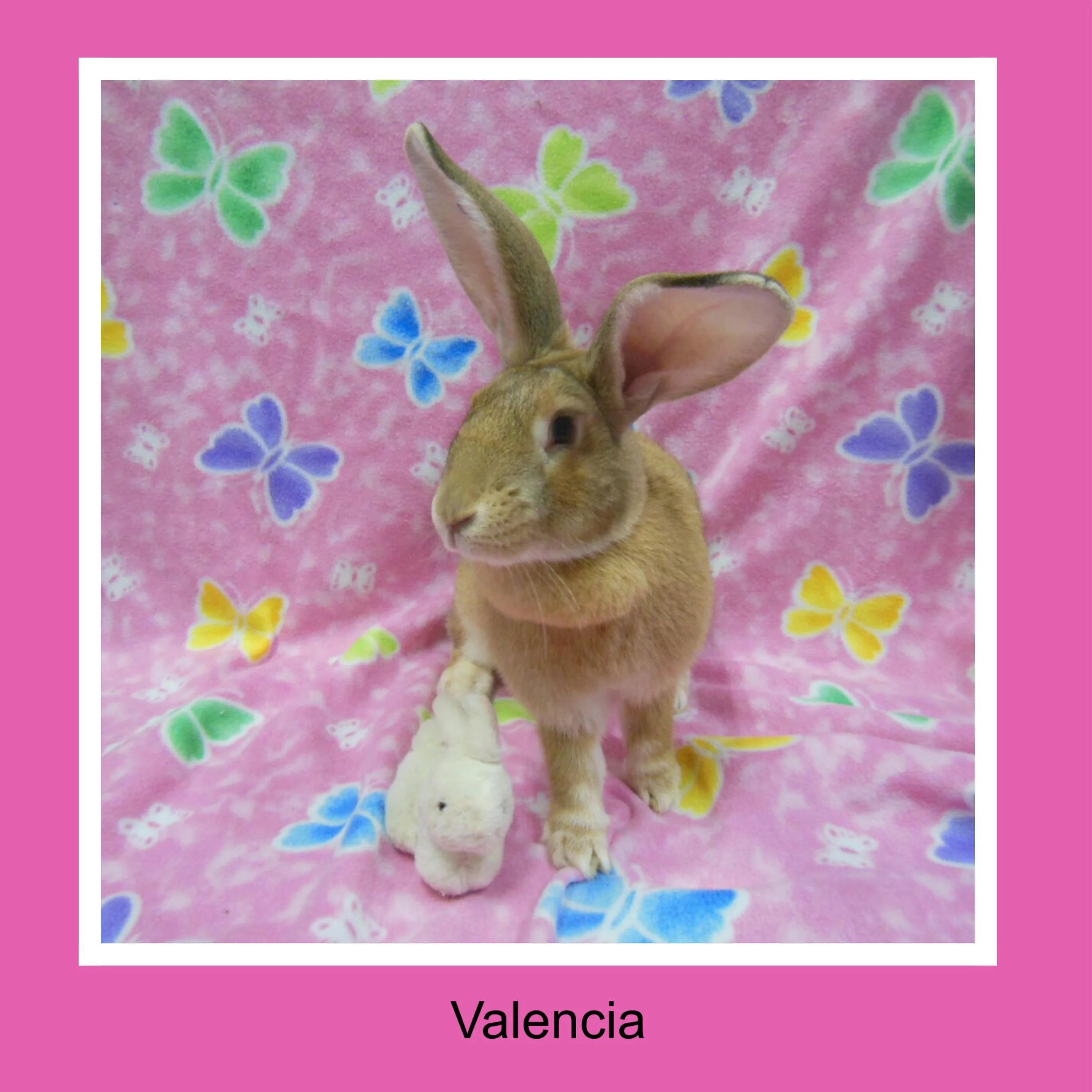 A brown rabbit with large ears sitting on a pink blanket decorated with multicolored butterflies, with a small plush bunny in front of it. The caption below the image says "Valencia."