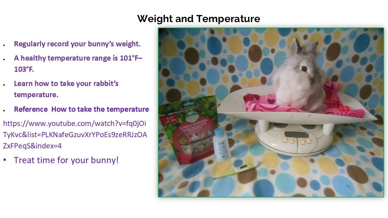 A small bunny is sitting on a digital scale with a pink blanket. Surrounding items include a syringe, a bottle of medicine, a bag of rabbit food, and a thermometer. The background features a colorful polka dot pattern.