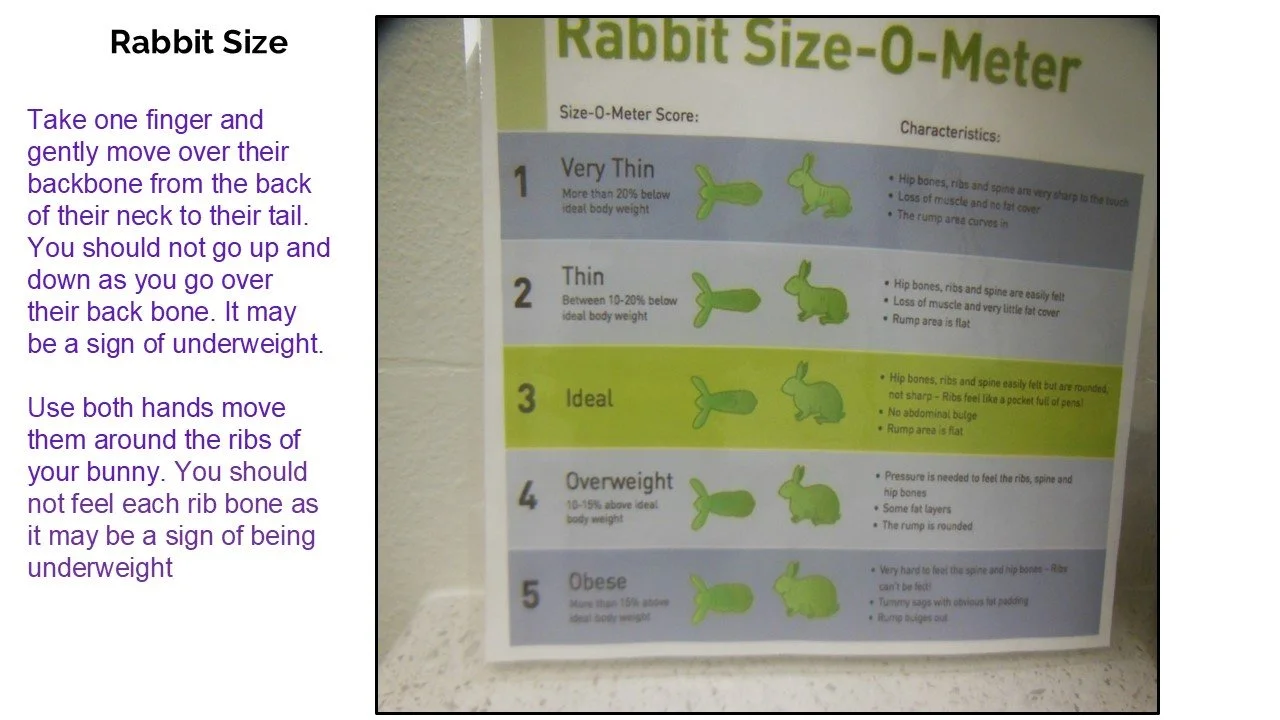 Chart titled 'Rabbit Size-O-Meter' with images of rabbit body types from very thin to obese, with descriptions of each size.