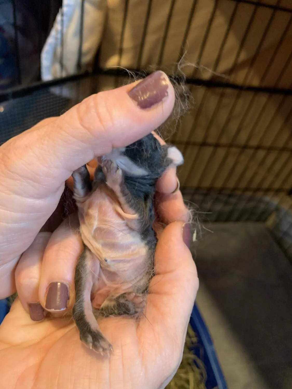 kit who is critical showing sunken in stomach