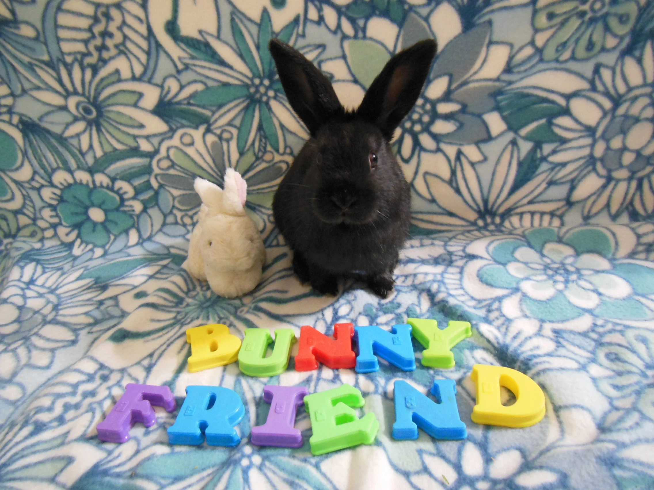 Family Picture of Bunny Friend and Michi