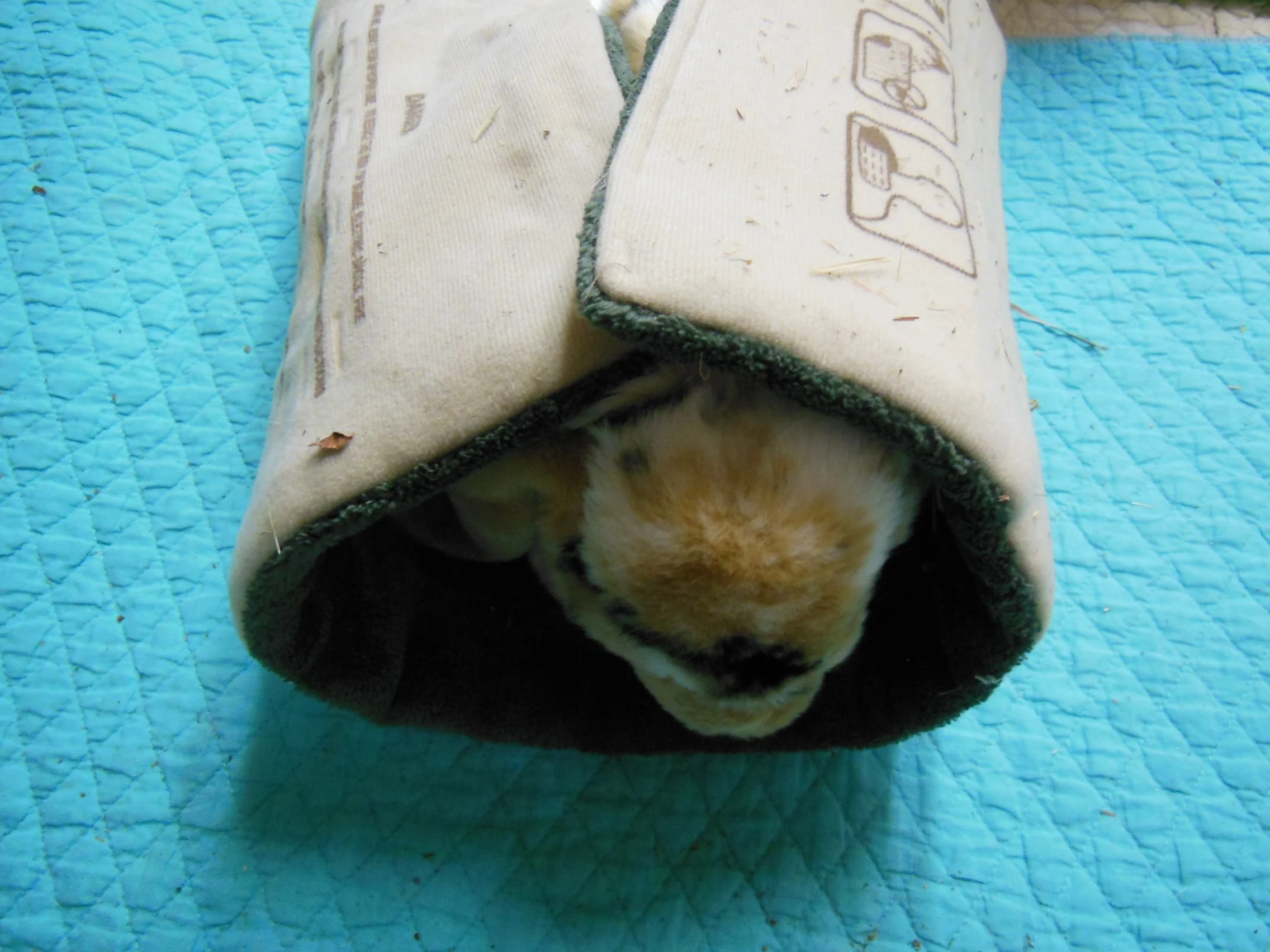 you can warp the bunny in a heating pad if the temp is very low