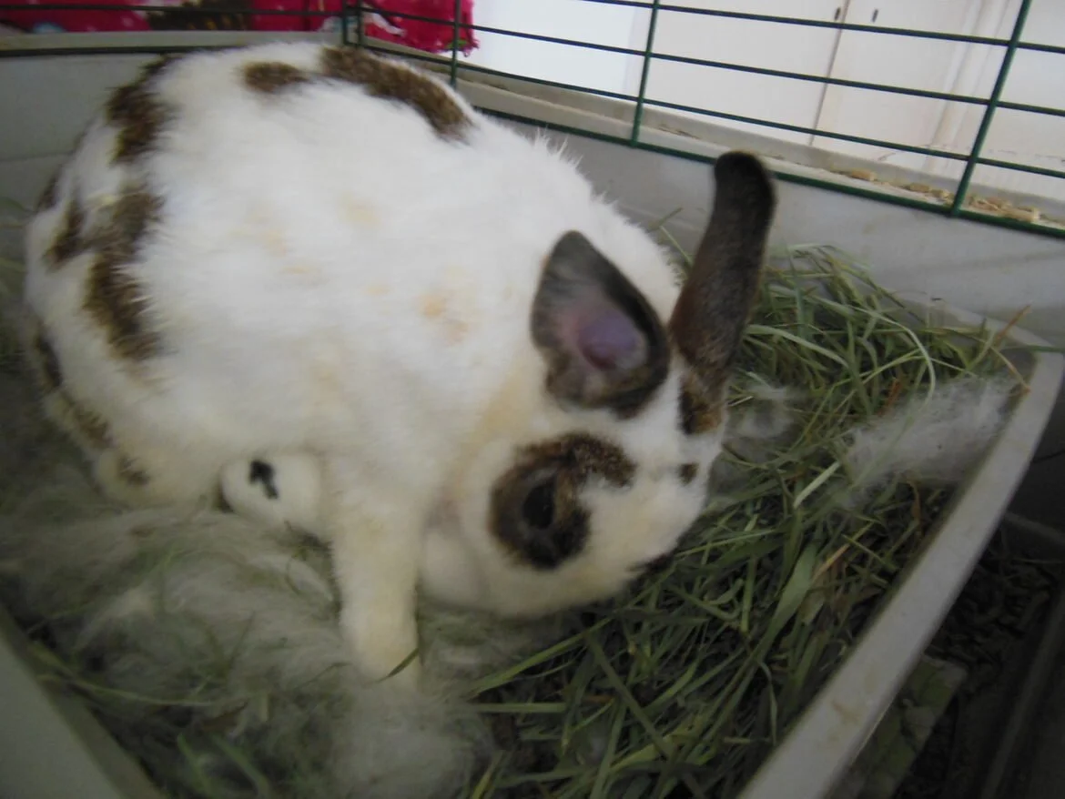 Mom will clean her kits private parts for then to diguest her milk