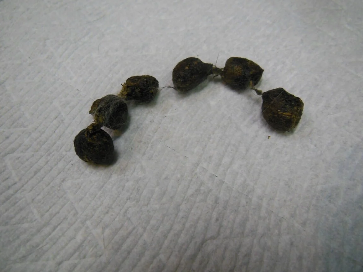 Rabbits are very clean animals and groom themselves much like cats. However, if they ingest too much fur, it can lead to issues like “string of pearls” droppings—a chain of droppings connected by strands of hair.