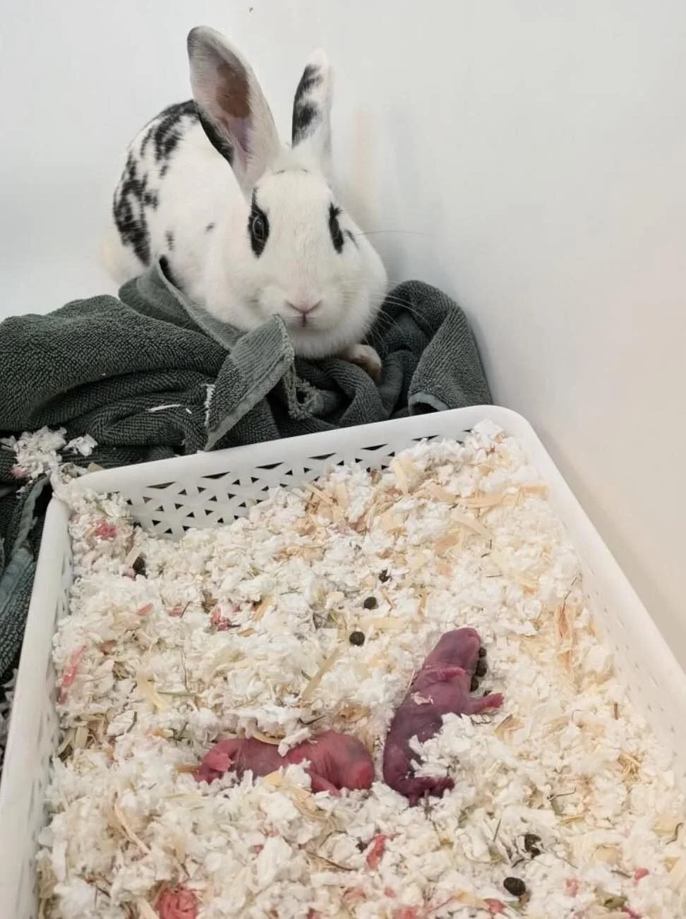 A white rabbit with black spots sitting on a pile of clothes next to a white plastic tray containing two newly born pink rabbits in bedding of shredded paper.
