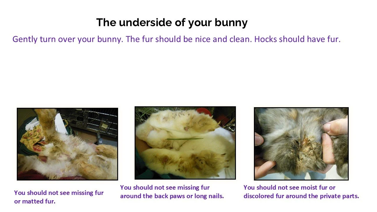 Guide on how to check the underside of a bunny for grooming, showing images of a bunny with clean fur, no missing or matted fur, and no moist or discolored fur around private parts.
