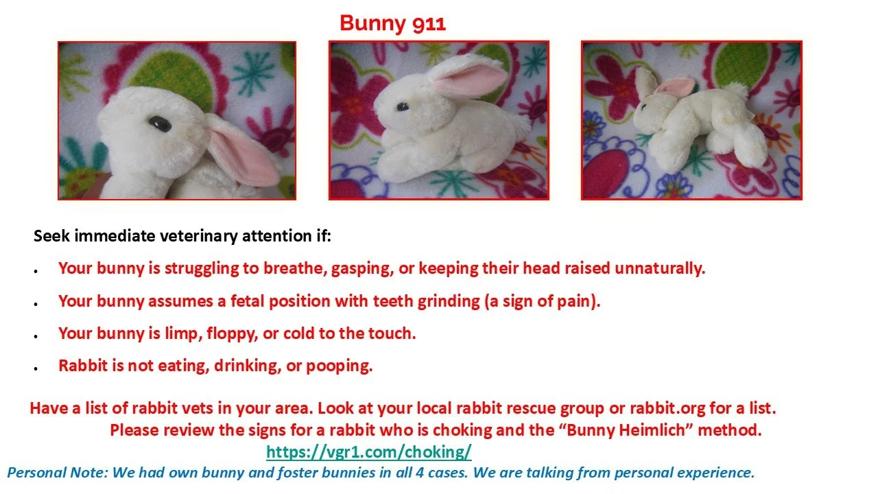 A poster with three photos of a small white plush bunny toy on a colorful, floral background. The poster has red text at the top labeled 'Bunny 911' and lists signs to seek veterinary attention and resource links for rabbit care.