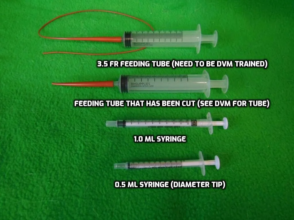 Four syringes and a piece of red tubing on a green background with labels indicating their use for feeding in DVM training.