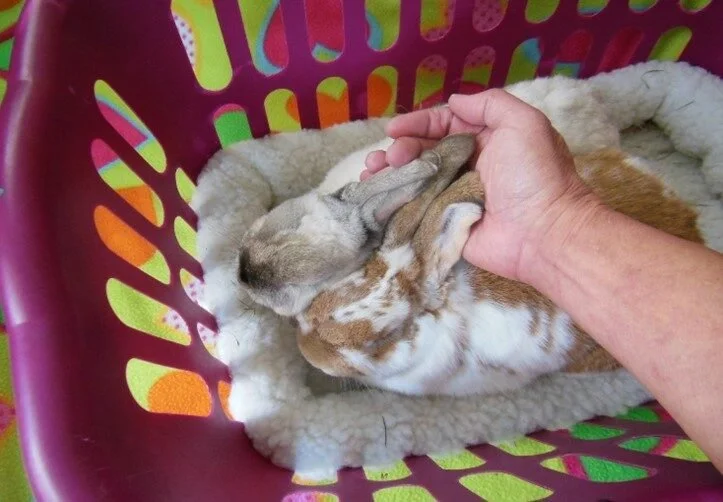 head pets in the basket