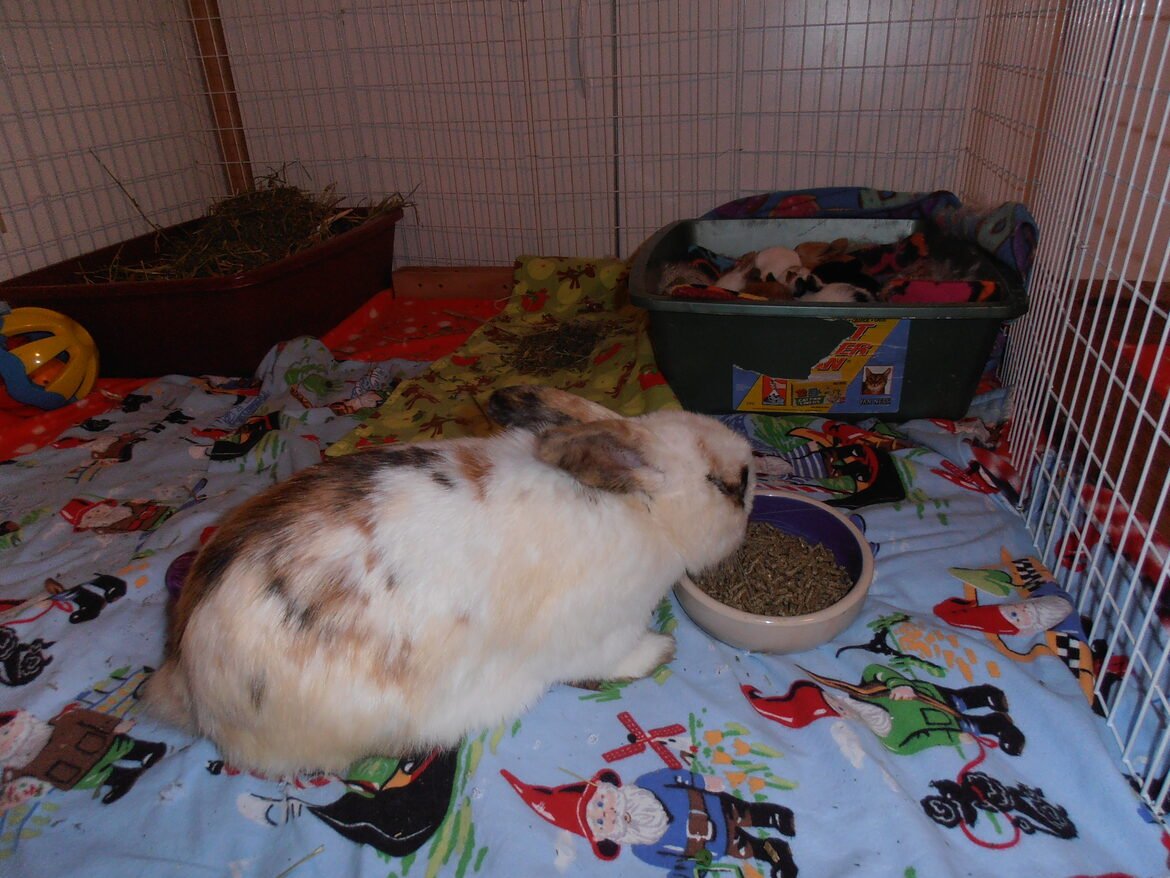 Bunny in a cage eating hay with other bunnies in a litter box