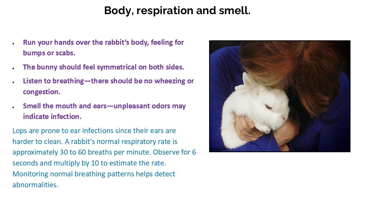 A person holding a white rabbit close to their face, appearing to kiss or nuzzle it.