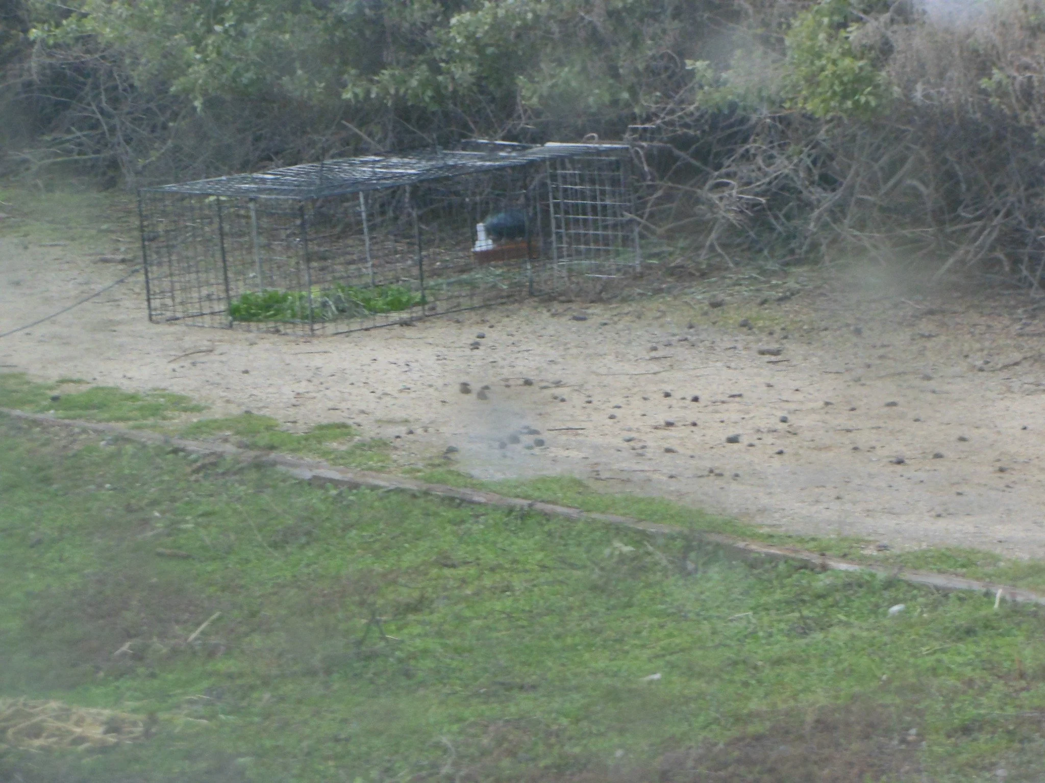 A small outdoor enclosure with a wire mesh and a gate, containing green leafy vegetables, situated on a dirt patch with bushes and dry branches in the background.