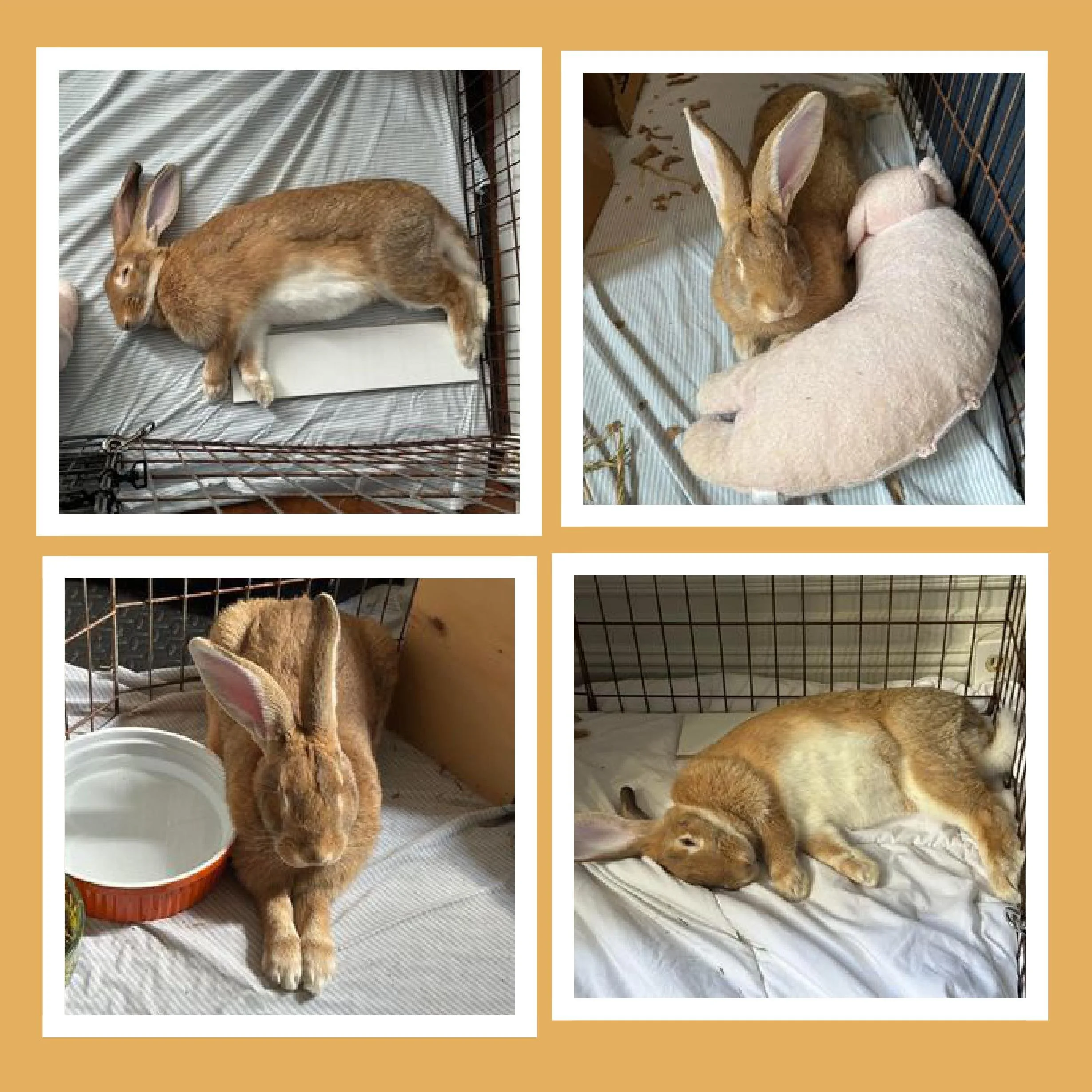 Collage of four rabbits resting in cages, each with different bedding and accessories.