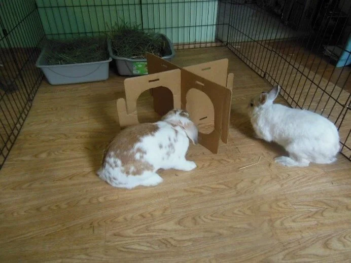 Two rabbits inside a small pen with wood flooring and a cardboard tunnel, and a plastic bin with hay in the background.