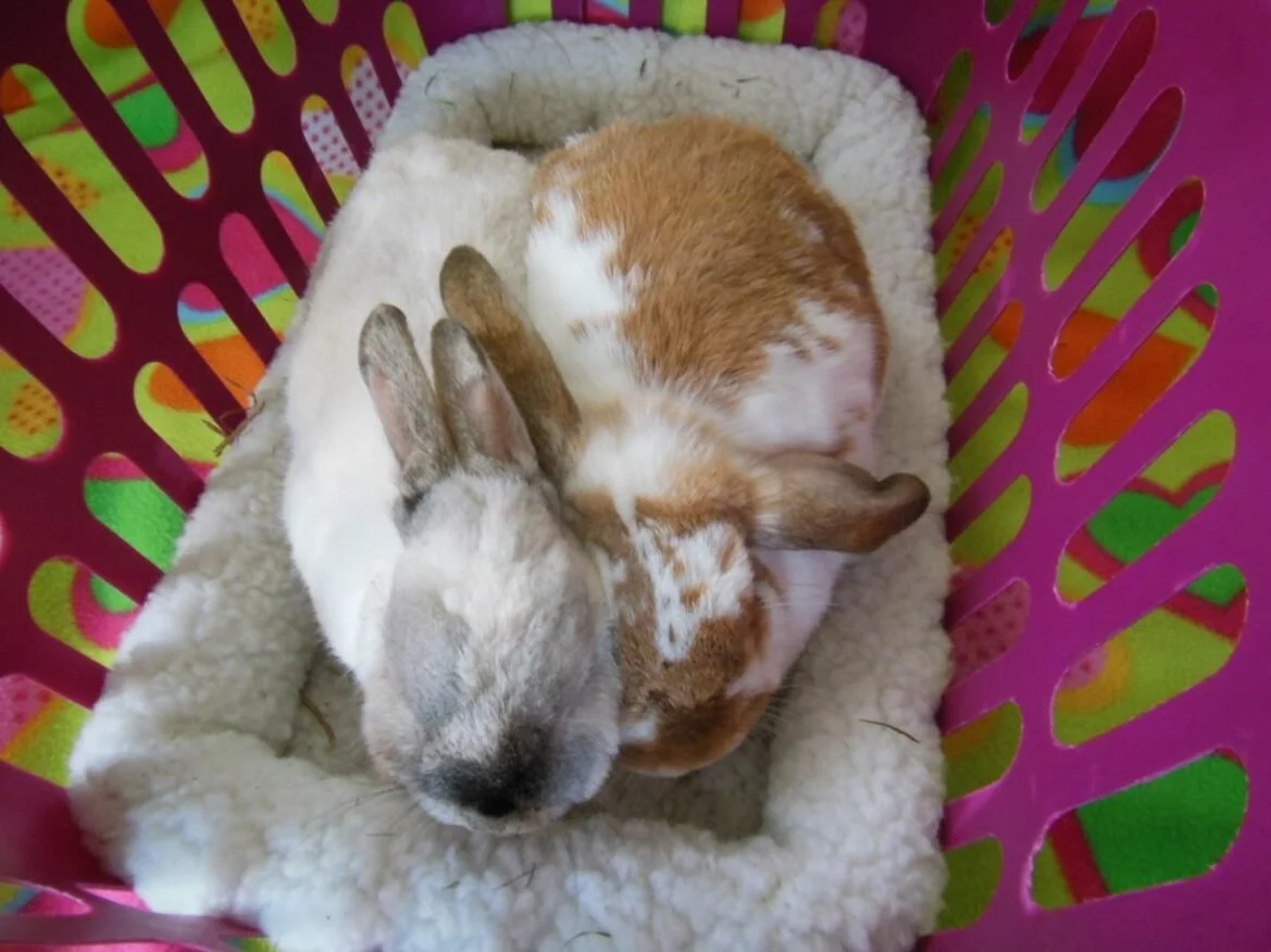 put rabbits together in a backet for bonding