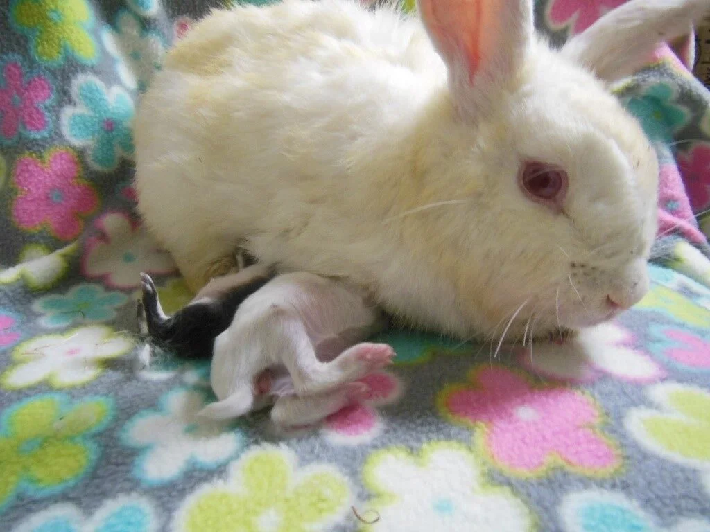 Ms. Muffet one on one during 2 most critical kits.