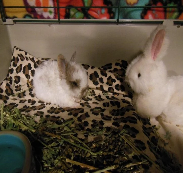 A small bunny and a larger stuffed animal bunny sitting on a leopard print blanket in a cage. The real bunny is on the left, with light gray and white fur, and the stuffed animal is on the right, with white fur and pink ears.