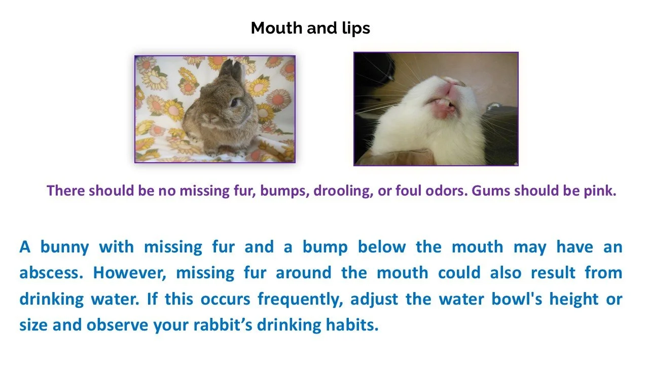 Two images of small animals, a bunny and a rabbit, with text about their mouth and lips. The bunny has missing fur and a bump below the mouth. The rabbit's mouth is open showing teeth.