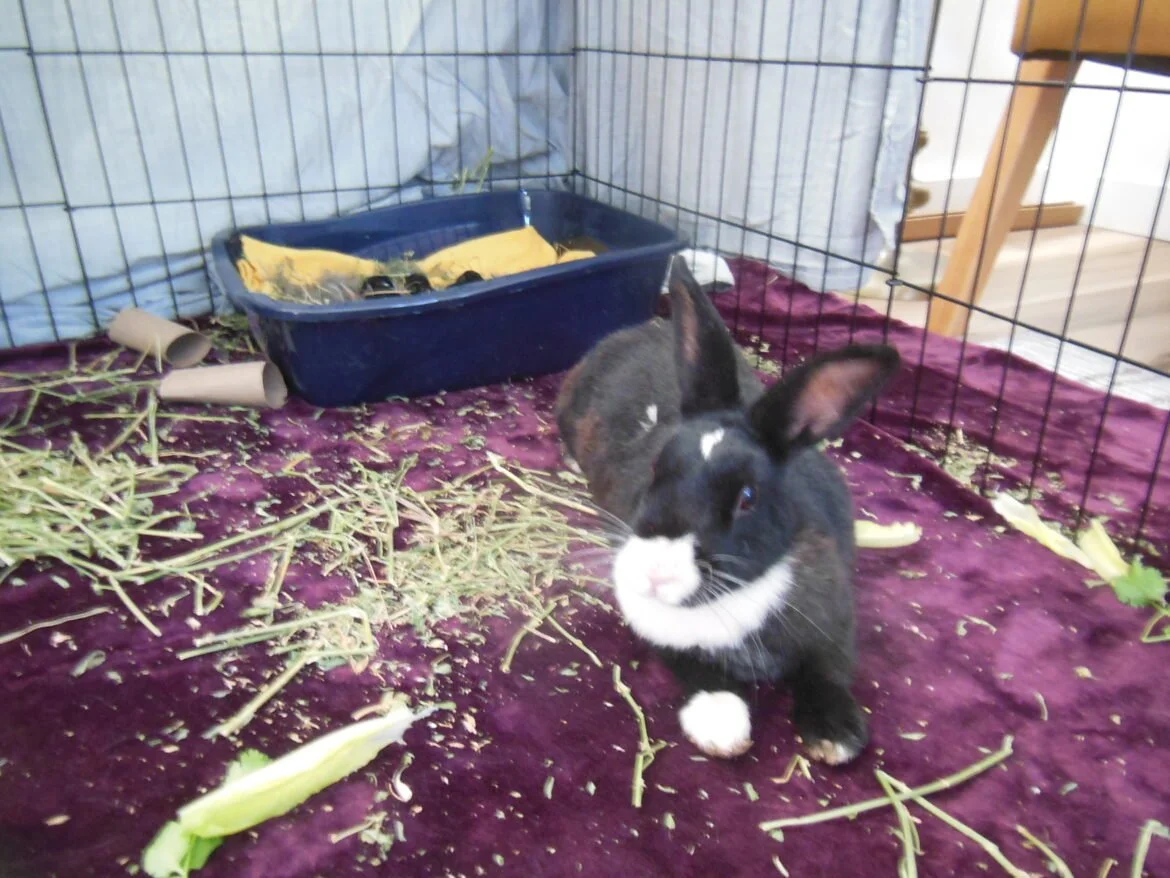 Black and white rabbit inside a cage with hay and a blue food tray.