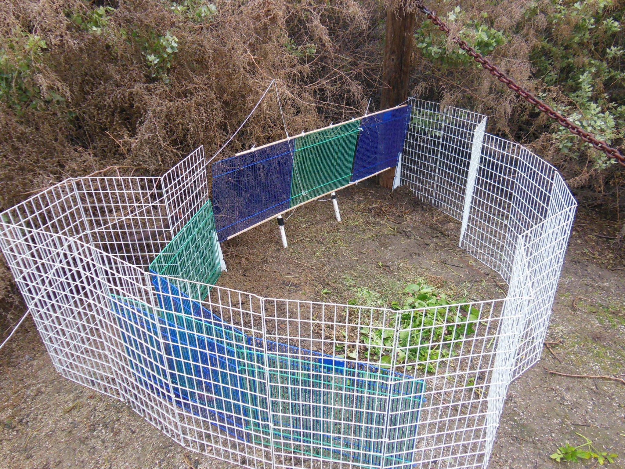 A small outdoor enclosure made of white wire panels, with some sections painted in green and blue, set on dirt ground surrounded by bushes and a large wooden post with a chain attached.