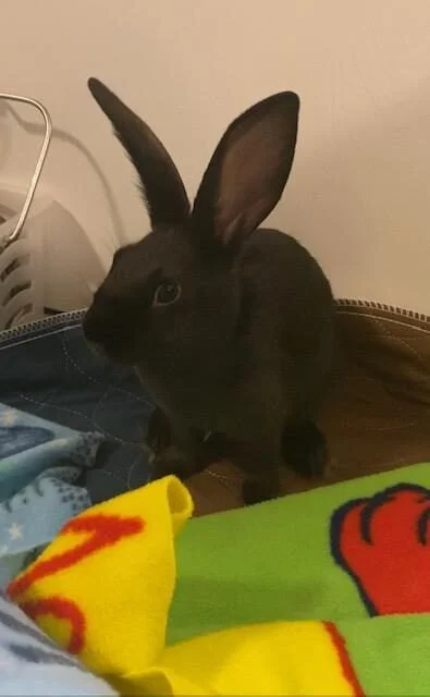 Black rabbit sitting on a surface with colorful blankets and a beige wall in the background.