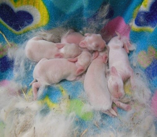 Ms. Muffet's 5 day old kits