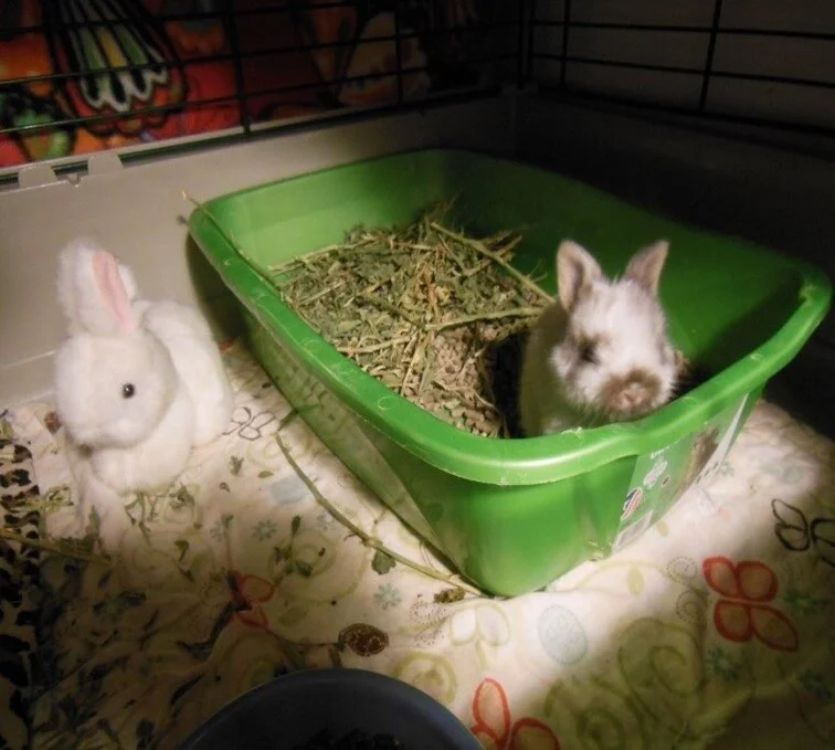 A rabbit inside a green litter box filled with hay and a stuffed bunny toy on a floral sheet in a cage