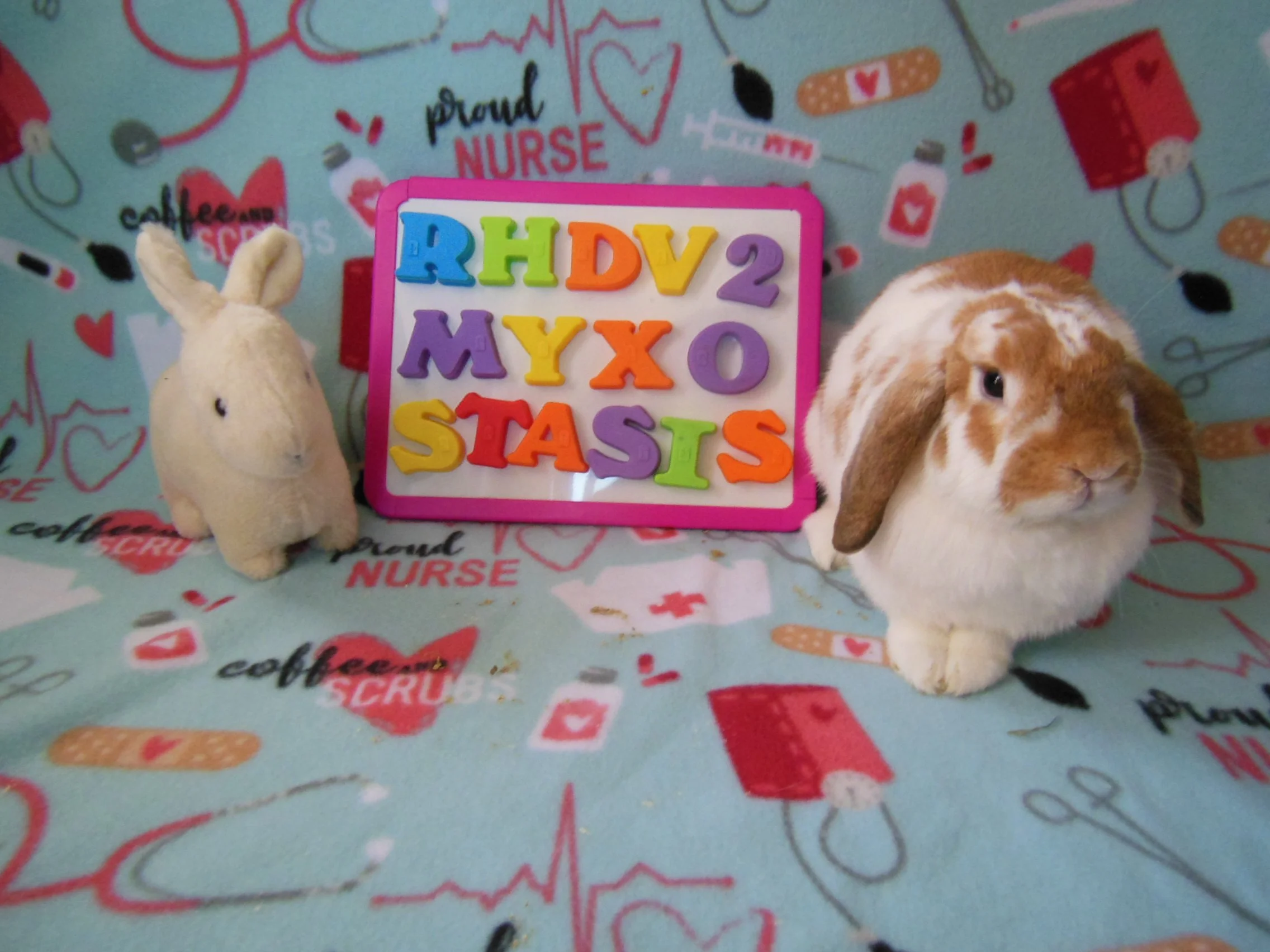 rabbit myxomatosis RHDV2 GI Stasis