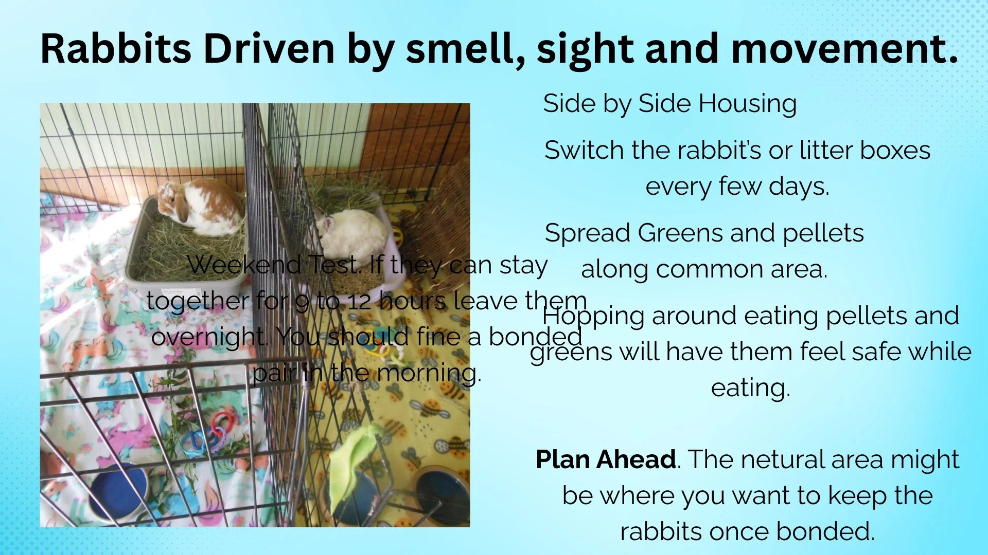 A photograph of two rabbits inside a wire cage, with one rabbit on a litter box and the other on hay, surrounded by toys and a colorful fleece blanket.