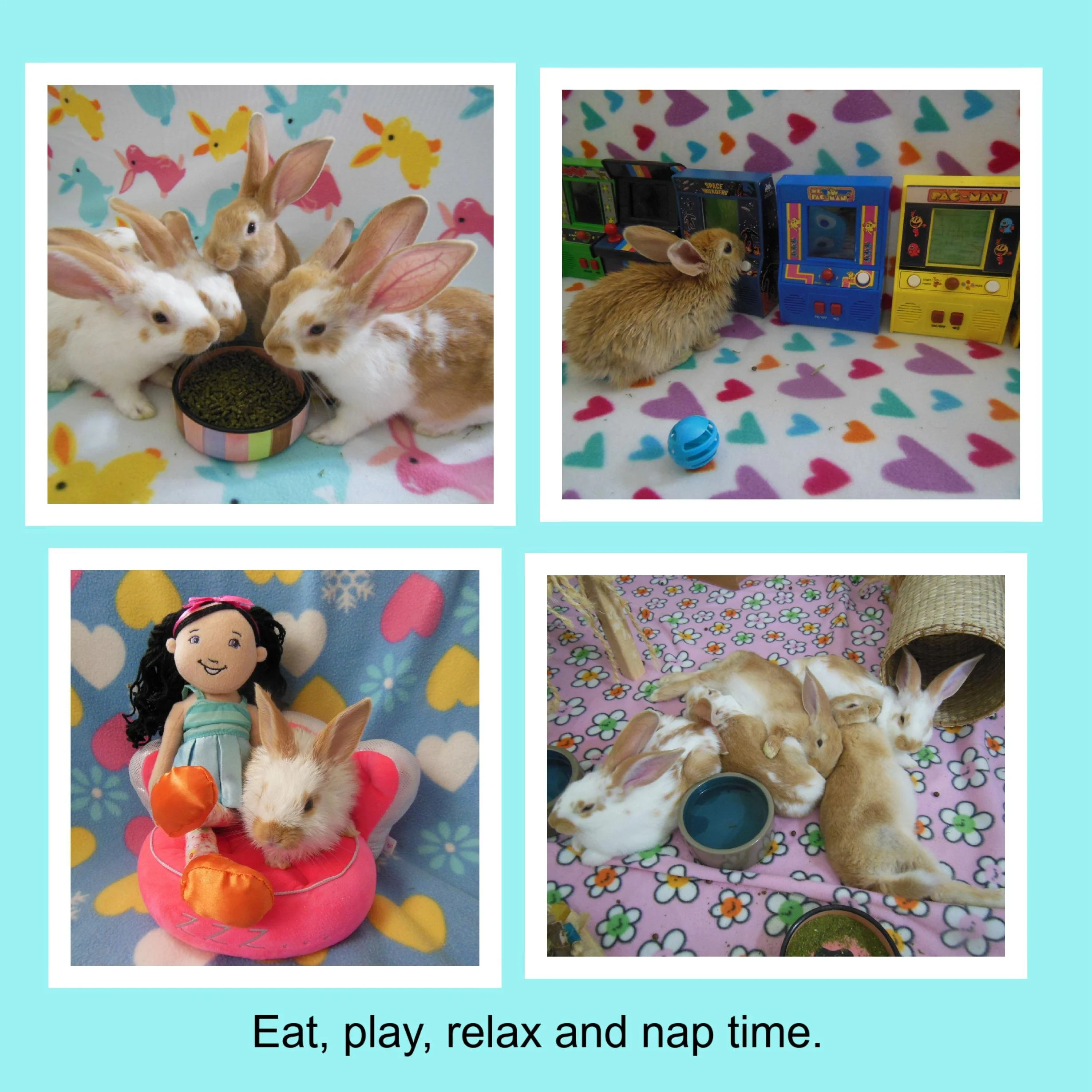 Collage of four photos showing rabbits and bunnies playing, eating, relaxing, and napping on colorful blankets and with toys, with the caption "Eat, play, relax and nap time."