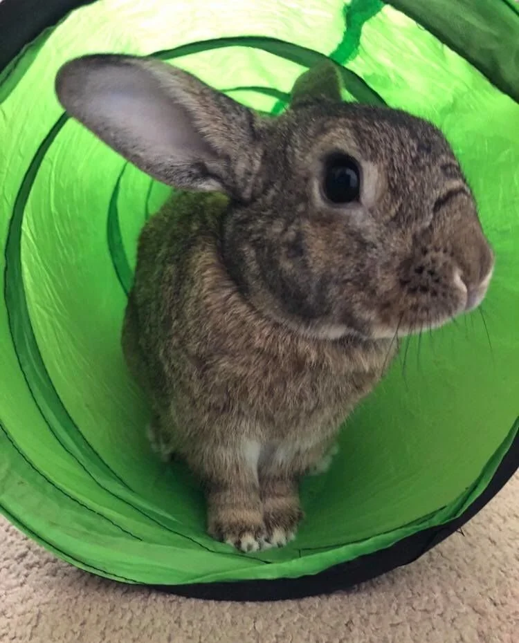 A small brown rabbit with dark eyes sitting inside a green collapsible tunnel on a carpeted floor.