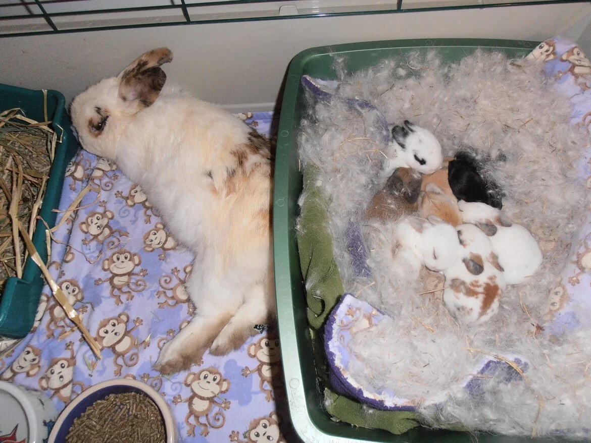 A rabbit lying on a blanket with monkey patterns, next to a pile of hay, and a green enclosure with several small puppies, possibly bunnies, some sleeping and some awake.
