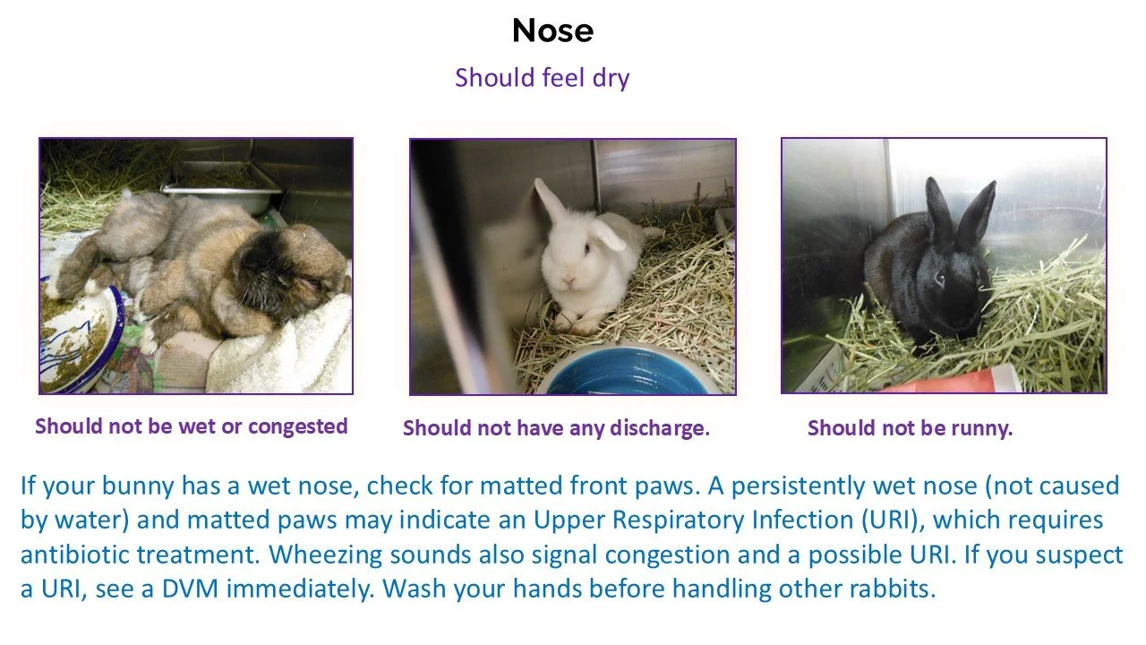 Three rabbits in their enclosures demonstrating proper nose health; one clean and dry, one with discharge, and one in a clean environment.