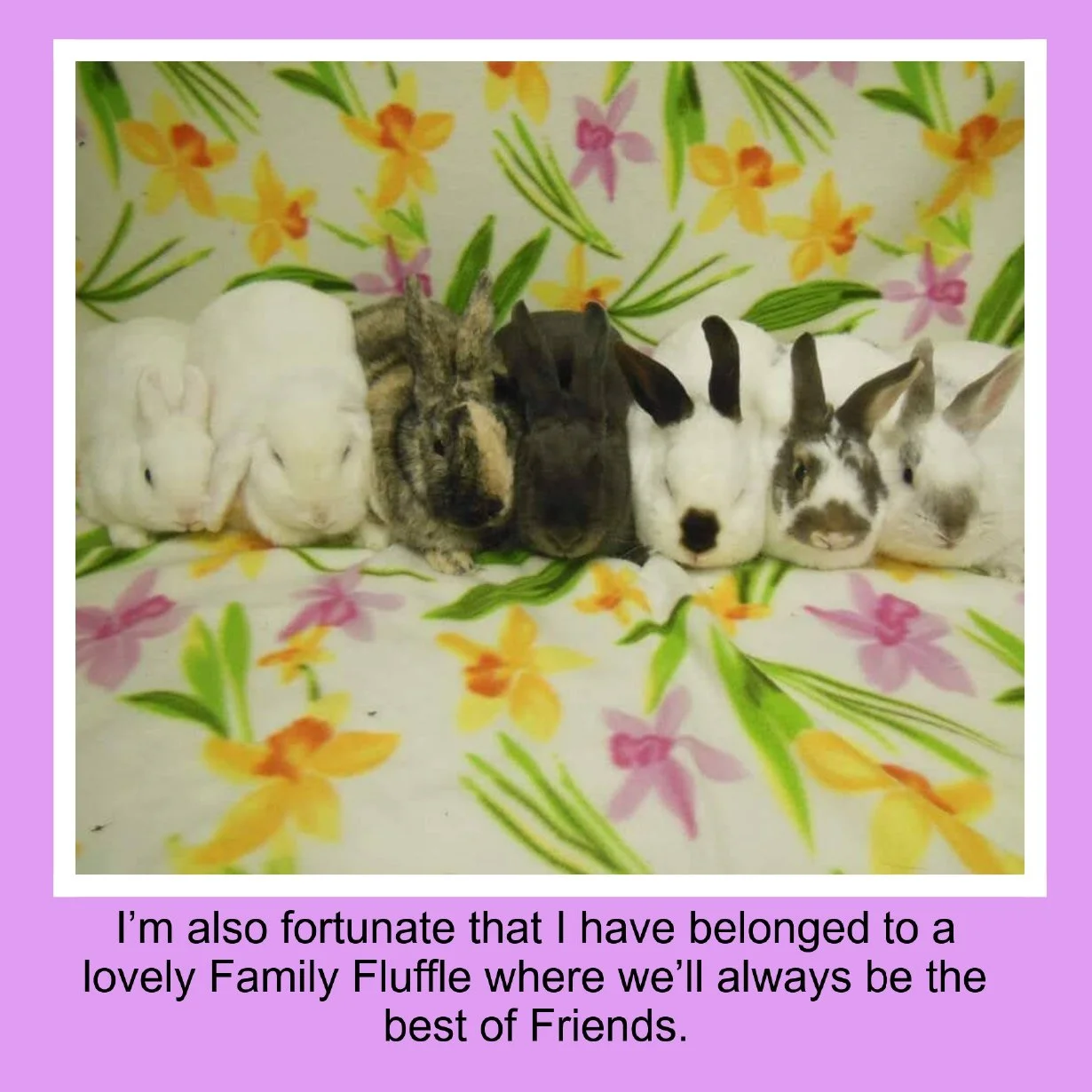 Seven rabbits of various colors sitting in a row on a floral blanket with pink, yellow, and purple flowers. The rabbits are cuddled close together, facing forward. A caption underneath reads, "I'm also fortunate that I have belonged to a lovely Famil