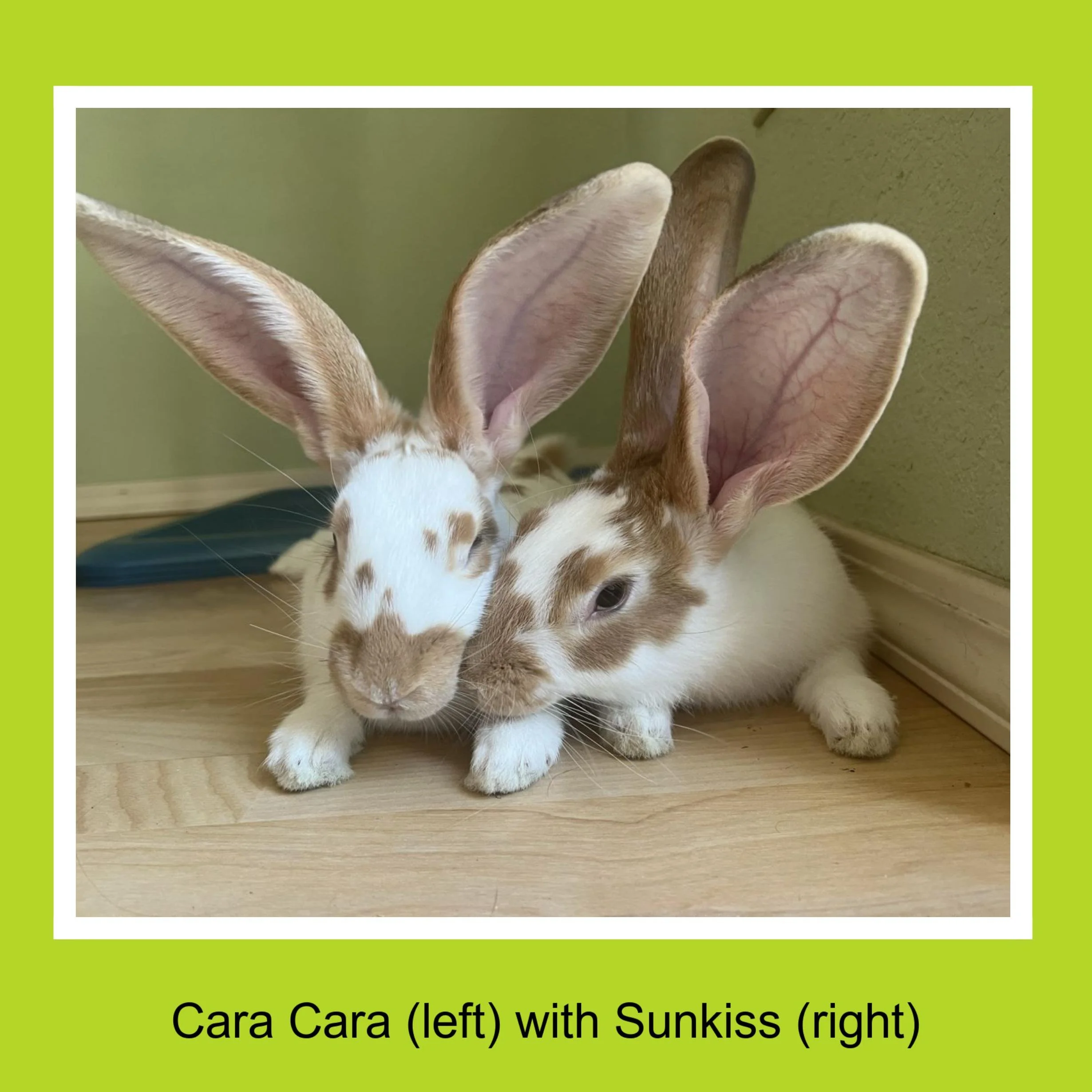 Two rabbits lying close together, with large ears. The rabbit on the left is white with brown spots, named Cara Cara, and the rabbit on the right has a mix of white and brown fur, named Sunkiss.